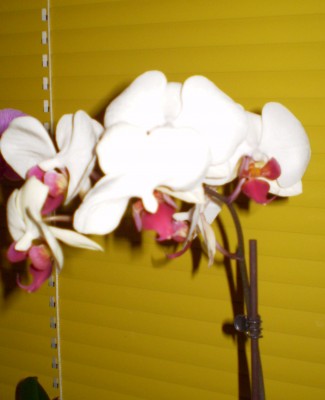 Neuzugang Orchis 023.jpg