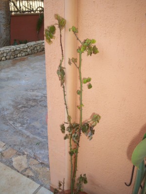 Immagine 013.jpg