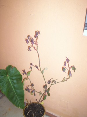 Immagine 012.jpg