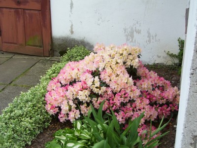 Rhodo. Percy Wiseman.jpg