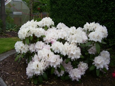 Rhodo.Silberwolke.jpg