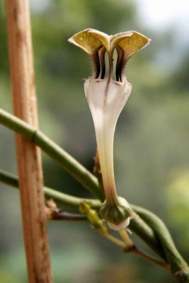 Ceropegia-rendalii.jpg