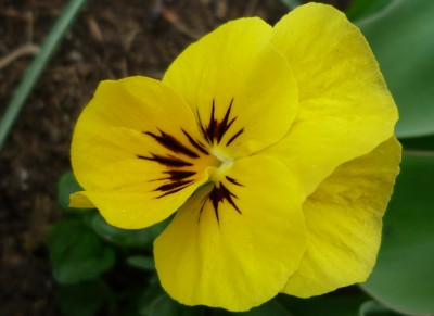 kleine, zweite Mutter.JPG