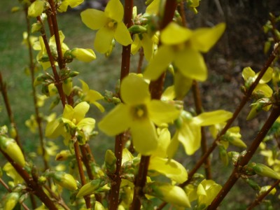 Forsythie.JPG