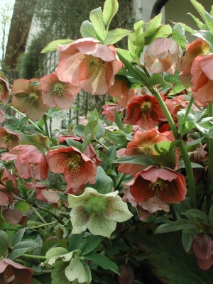 dscn1249.jpg