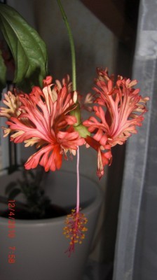 Shizopetalus.jpg