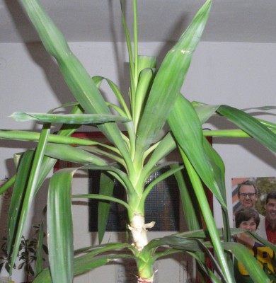 Yucca+Kind.JPG