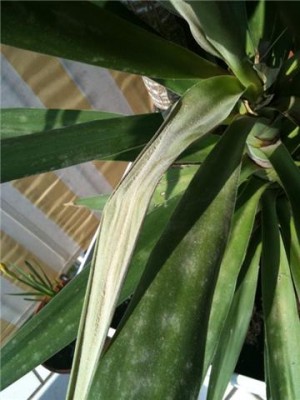 palme1.jpg