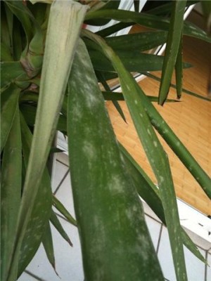 palme3.jpg