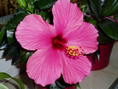 Hibiskusblüte.JPG