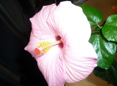 Zimmerhibiskus - ein Bläßling.JPG