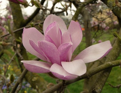 magnolie1.jpg