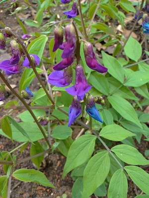lathyrus vernus.jpg