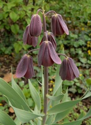fritillaria persica.jpg