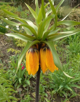 fritillaria imperialis.jpg
