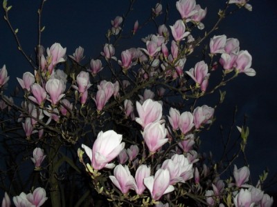 SDC12927_Bildgröße ändern.JPG