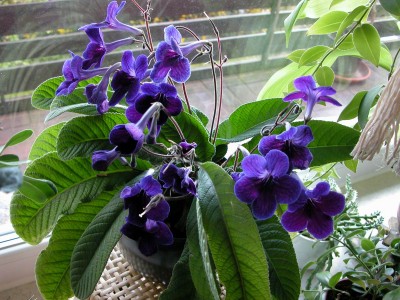 Resize of DSCN0496.JPG