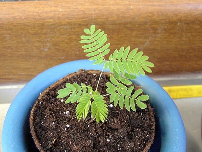2. pikierte Seidenakazie, Schlafbaum - Albizzia julibrissin 24.06.07.JPG