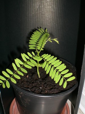 12042010-2.JPG