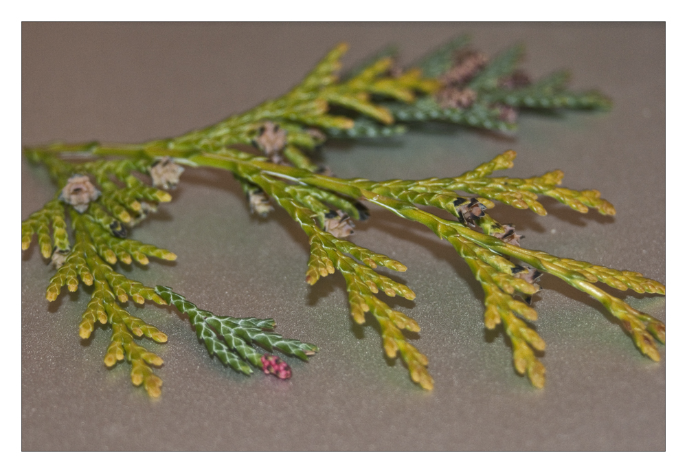 Thuja - Triebe  Pflanzenkrankheiten & Schdlinge  GREEN24 Pflanzen &  Garten Forum