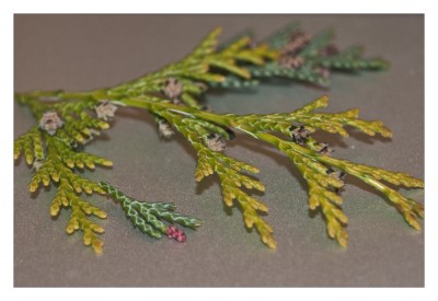 thuja.jpg