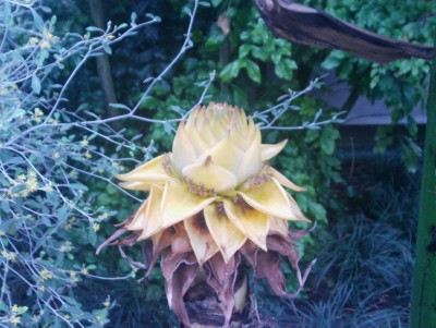 IMAG0010klein.jpg