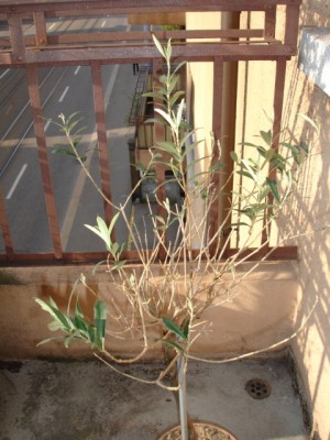 Olive2.jpg