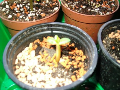 DSCI0004.JPG