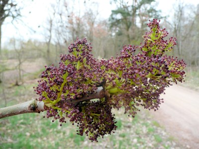 2010-04-11 031kl.jpg