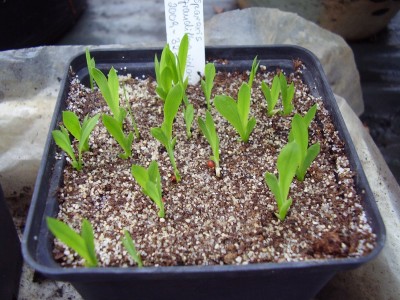 Sparaxis grandiflora var. violacea (2).JPG