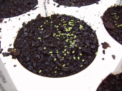 Echeveria gigantea 2010-20.JPG