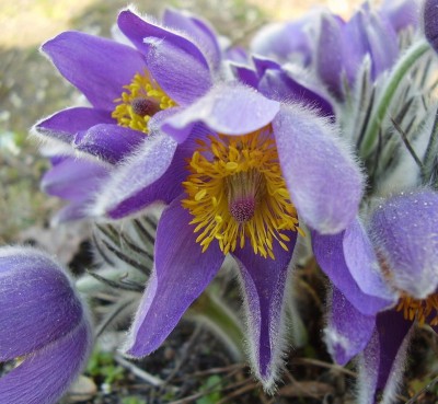 Pulsatilla patens (4).JPG