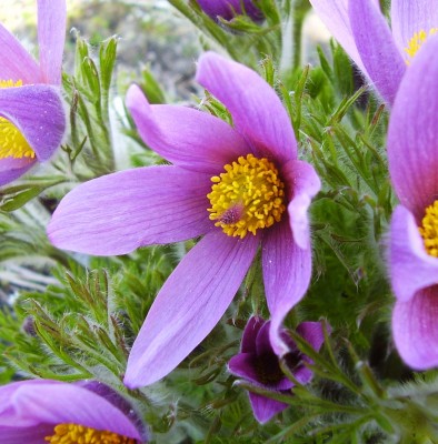Pulsatilla 2000-32 (5).JPG