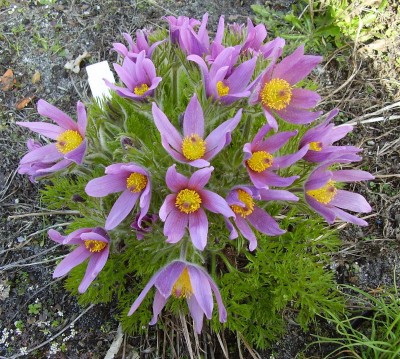 Pulsatilla 2000-32 (4).JPG