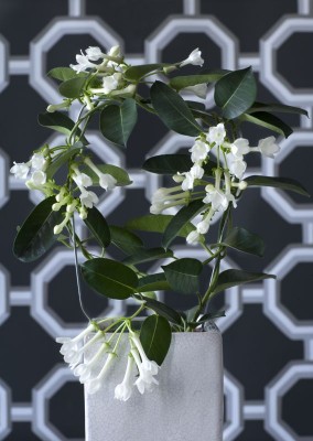 2034-Triebe-Blueten.jpg