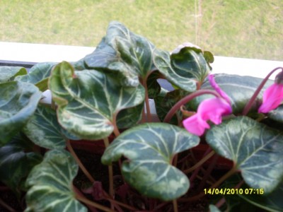 SL381650.JPG