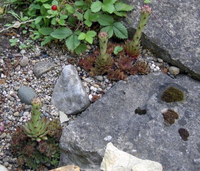 Echte Hauswurz - Sempervivum tectorum.JPG