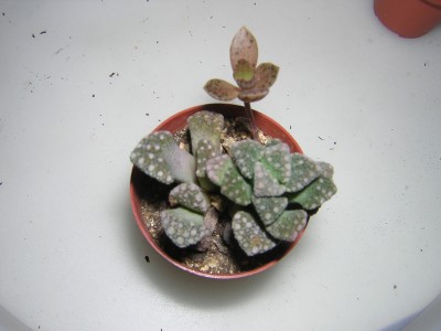 DSCN3958.JPG