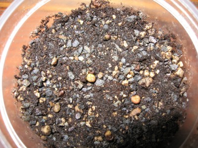 Frailea asteroides Keimlinge.jpg
