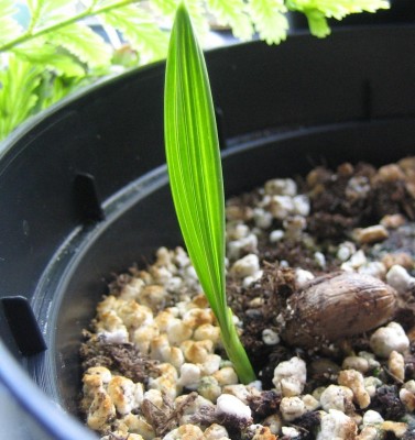 20100414_0001.JPG