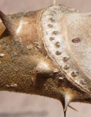 Kopie von P1010517.JPG