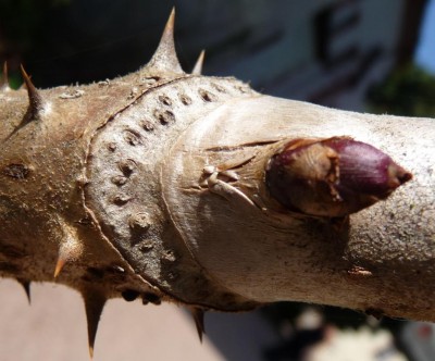 Kopie von P1010519.JPG