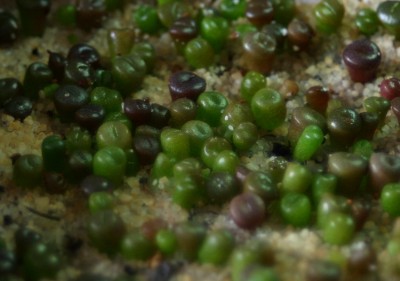 lithops16.jpg