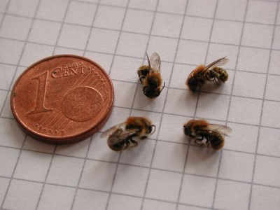 Bienen.jpg