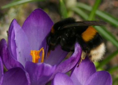 hummel.jpg