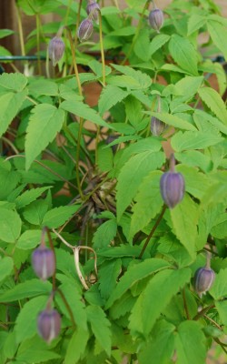 Clematis.jpg