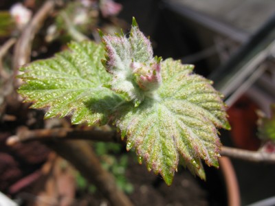 weinblatt.jpg