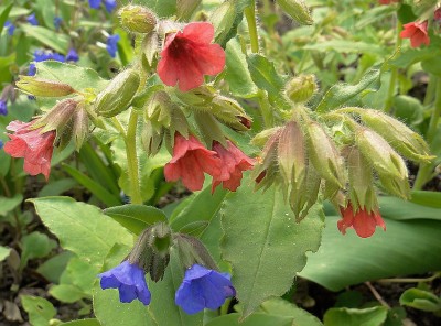 pulmonaria.jpg