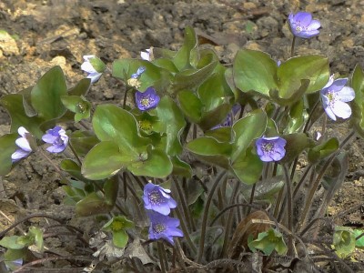 hepatica.jpg