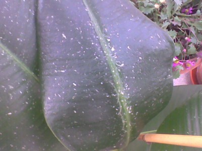 Imagen008.jpg